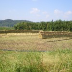 南農園の刈り取り風景です（2014.秋）