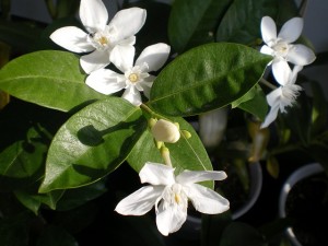 花・植物