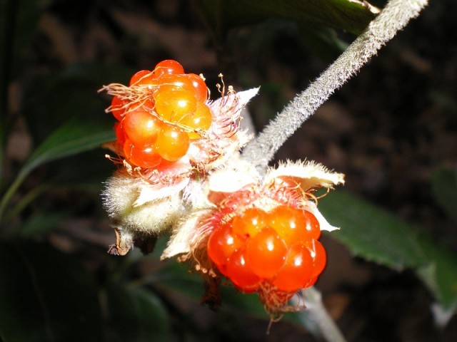 花・植物