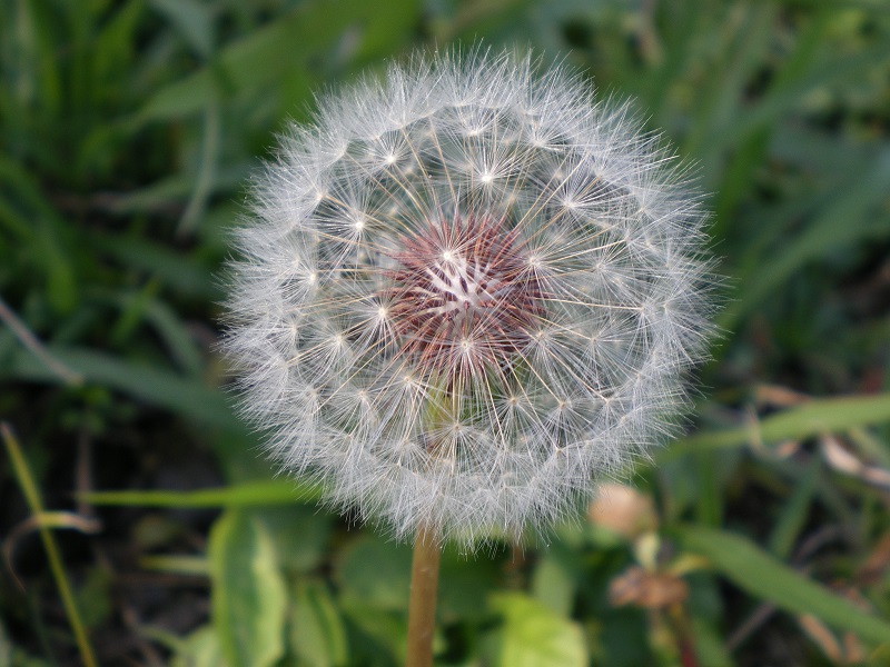 花・植物