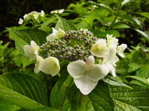 花・植物