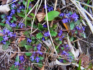 花・植物