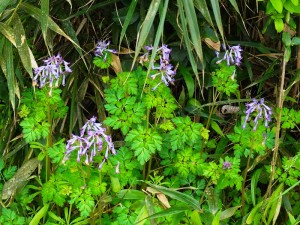 花・植物