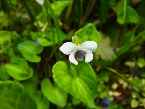 花・植物