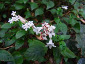 花・植物