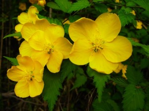 花・植物