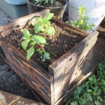 手作り木製鉢にゴテチャを植える