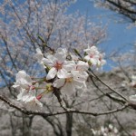 日南市北郷「花立公園」の桜が満開で～す。