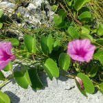 海岸に見られる植物（喜界島）