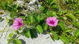 花・植物